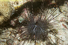 sea urchin